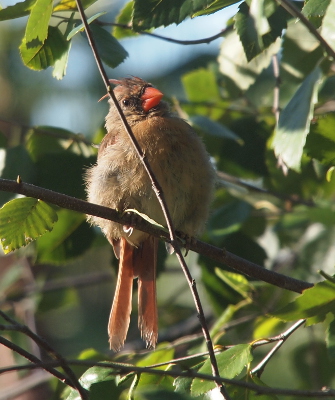 [Another clear view of the bird except for one very skinny branch hanging in front of her. The tail has two long feathers with a space in between them.]